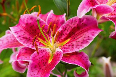 Bahçede pembe zambak, Lilium orientalis Stargazer melezi