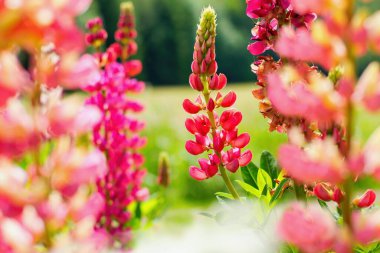 Çiçekli, daimi lupinus çiçekleri olan yaz bahçesi