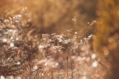 Sonbahar doğası. Soluk odaklı bitkiler.