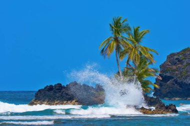 Wizard beach, Bastimentos Island, Bocas del Toro, Panama clipart