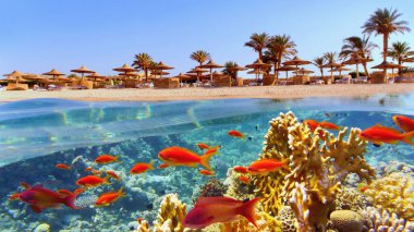 Tropical coral reef and fish with beach with palms and sun umbrelas on the background, Red Sea, Egypt clipart