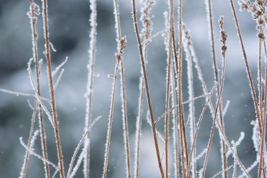 Frosty winter day scene, dry plant covered with hoarfrost 
