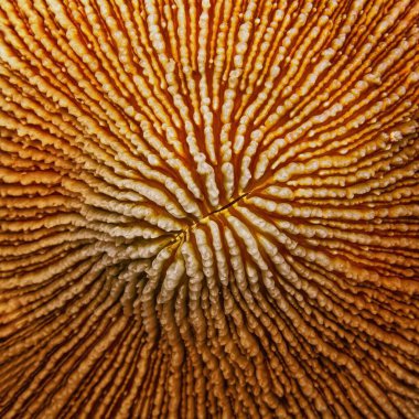 Mercan Kikloseris Vaughani 'nin organik dokusu soyut bir arkaplan olarak 