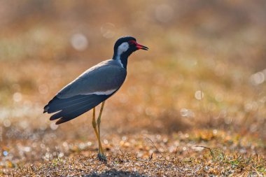 Red-wattled lapwing bird. Vanellus indicus, Sri Lanka clipart