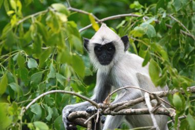 Kuzey düzlükleri gri langur (Semnopithecus entellus), ayrıca kutsal langur, Bengal kutsal langur ve Hanuman langur olarak da bilinir, Yala Ulusal Parkı Sri Lanka