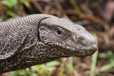 Bengal gözlemcisi (Varanus bengalensis), Hint gözlemci, Yala Ulusal Parkı, Sri Lanka