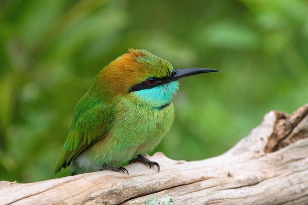Asian green bee-eater, Merops orientalis, Sri Lanka