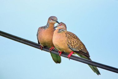 The spotted dove or eastern spotted doves (Spilopelia chinensis). Valentine concept. clipart