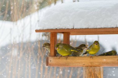 Kuş evinde beslenen yeşil ispinozlu güzel kış manzarası, Chloris Chloris