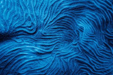 Whitestar Çarşaf Mercanı 'nın organik dokusu - Agaricia lamarcki. Soyut bir arkaplan olarak sert mercan 