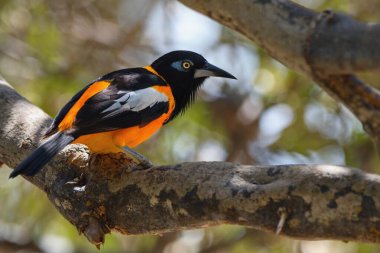 Venezuela Troupial (Icterus icterus), Venezuela 'nın ulusal kuşudur..  