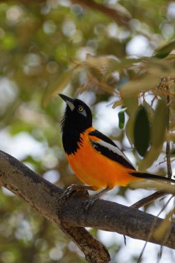 Venezuela Troupial (Icterus icterus), Venezuela 'nın ulusal kuşudur..  