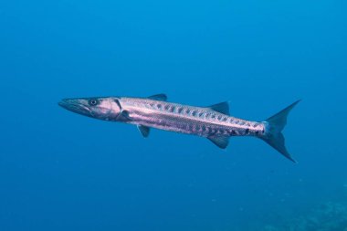 Büyük Barakuda mavi derin deniz suyunda. Bonaire, Karayip Nerherlands