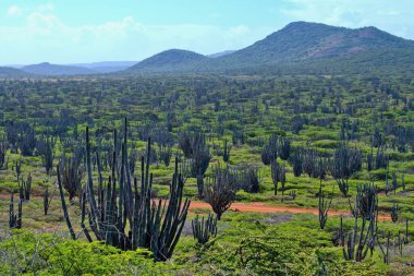 Washington Slagbaii 'deki tipik manzara, Ulusal Park. Bonaire, Karayip Hollanda