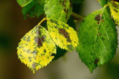 Diplocarpon rosae, gül kara lekesi hastalığı