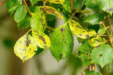 Diplocarpon rosae, gül kara lekesi hastalığı