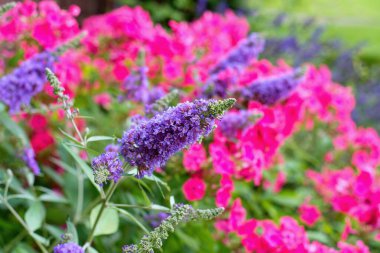 Buddleja davidii çiçekli yaz bahçesi sahnesi. Yaz leylağı, kelebek çalısı olarak da bilinir. Arka planda Pembe Phlox paniklemesi