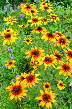 Yaz bahçesinde Rudbeckia triloba (Browneyed Susan) çiçeği