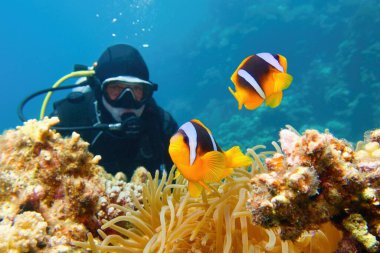 Güzel mercan resifinin yanında dalgıç, deniz şakayıklarını ve iki bantlı anemon balığının (palyaço ya da nemo balığı olarak da bilinir) ailesini izler.).