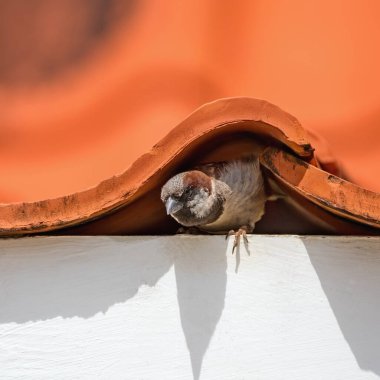 Serçe evin çatısının altında yuva yapıyor. (Passer domesticus) 