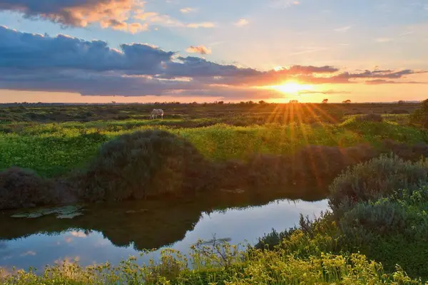 Park Doğal Bahia de Cadiz, Endülüs, İspanya