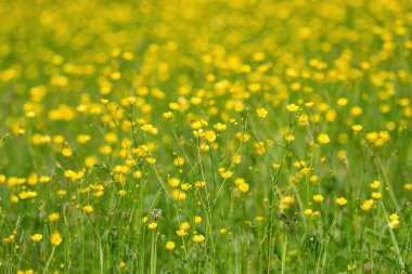 Güzel bir yaz çayırı. Düğünçiçeği, zıpkın ya da su aygırı. (Ranunculus)