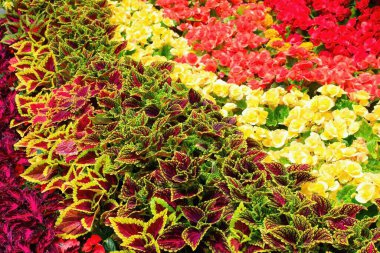 Coleus, çiçekli yapraklı bir bitki türüdür. Coleus scutellarioides boyalı ısırgan otu olarak da bilinir..