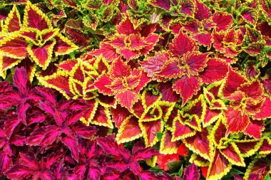 Coleus, çiçekli yapraklı bir bitki türüdür. Coleus scutellarioides boyalı ısırgan otu olarak da bilinir..