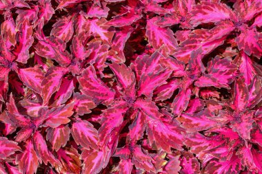 Coleus, çiçekli yapraklı bir bitki türüdür. Coleus scutellarioides boyalı ısırgan otu olarak da bilinir..