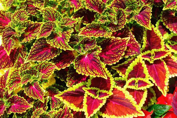 Coleus, çiçekli yapraklı bir bitki türüdür. Coleus scutellarioides boyalı ısırgan otu olarak da bilinir..