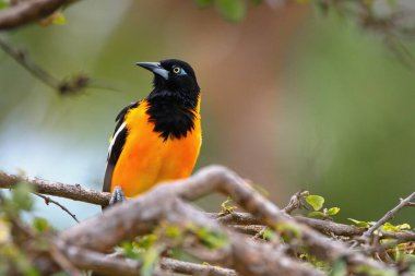 Venezuela Troupial (Icterus icterus), Venezuela 'nın ulusal kuşudur..  