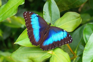 Morpho Achilles (Achilles Morpho), Neotropik bir kelebek türüdür. Güney Amerika.