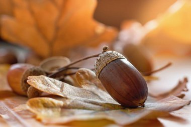 Sonbahar yapraklarındaki meşe palamudu. .