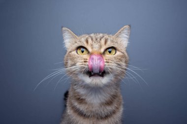 hungry tabby cat licking over nose waiting for food looking at camera on gray background with copy space