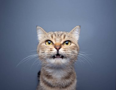 cute tabby cat meowing looking at camera portrait on gray background with copy space