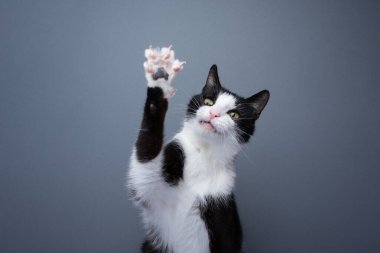 playful tuxedo cat raising paw showing claws on gray background with copy space