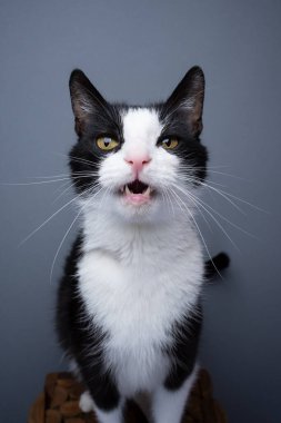 tuxedo cat looking at camera meowing on gray background with copy space