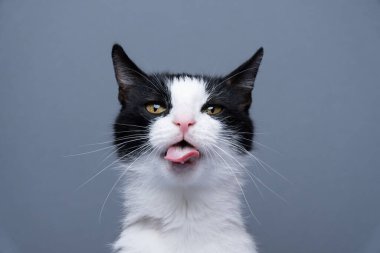 tuxedo cat making funny face, sticking out tongue looking at camera, portrait on gray background