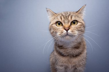 cute tabby cat looking at camera, portrait on gray background with copy space