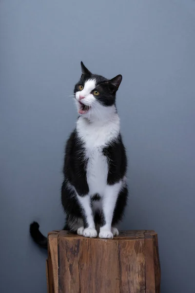 tuxedo cat with mouth open, sitting on wooden pedestal meowing. full body shot on gray background with copy space