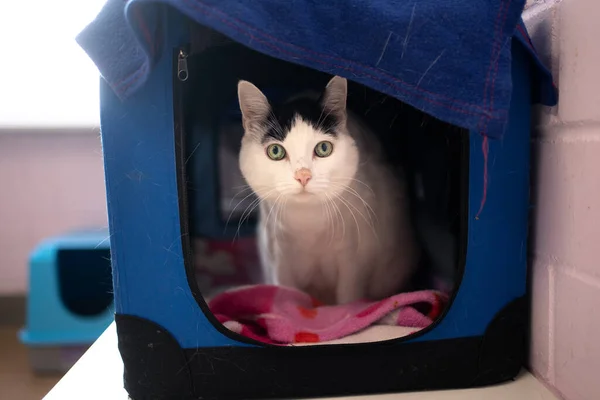 shy cat at the animal shelter inside of pet carrier box with pink blanket looking at camera curiously
