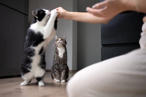 pet owner feeding cat while another cat watches. food envy concept image