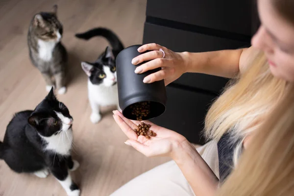 pet owner emptying treat jar while three cats are waiting for food