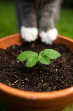 fluffy cat paws standing on edge of flower pot with small growing plant. Concept for sustainability and eco friendly cat keeping clipart