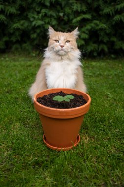 fluffy cat sitting behind plant pot with small growing plant looking at camera. Concept for sustainability and eco friendly cat keeping