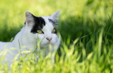 white black longhair cat outdoors on the prowl standing in high grass looking ahead