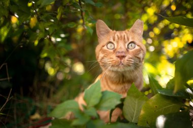curious ginger cat outdoors under a bush on a sunny summer day looking at camera curiously