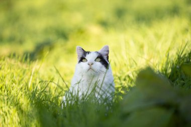 cat on the prowl. white black cat outdoors in high grass observing birds looking up in the sky on a sunny day
