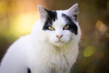 close up portrait of white and black cat looking at camera outdoors in nature