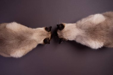 top down view of two siamese cats eating cat food on the floor with copy space
